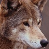 Character Portrait: Wolf