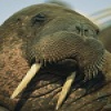 Character Portrait: A Female Walrus