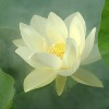 Character Portrait: The White Lotus