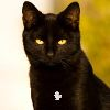 Character Portrait: Black Cat