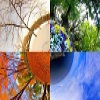 Akita's Seasons