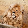 The Last Lion King