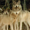 The Wolves Of Alaska