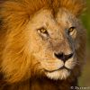 Character Portrait: Leo Panthera