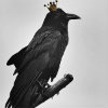 Crows and Coins