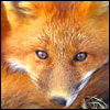 Fox Bin