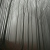 Mist Valley Forest