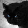 Character Portrait: A Black Cat with Blue Eyes