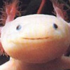 Character Portrait: Axolotls