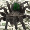 Character Portrait: Midas the Money Spider