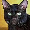 Character Portrait: The Black Cat