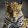 Character Portrait: The Leopard